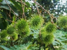 栗?それともインドネシアのランブータン?