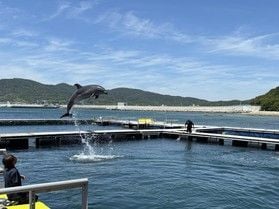 淡路島でイルカと泳げる夏の人気スポット