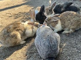 夏のうさぎさんはどうしてるの?