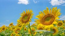 でっかいひまわり