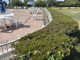 本日も、プール日和