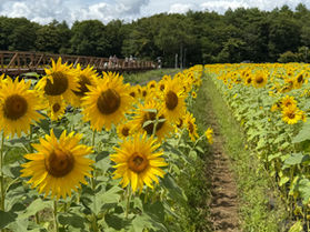 四季折々の花が楽しめる花の都公園