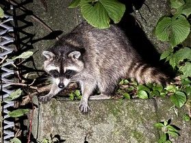 支笏湖で出会った、思いがけない住人