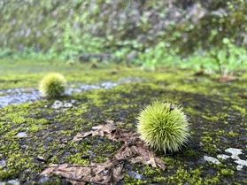 もうすぐ夏が終わり…そして…秋は【北海道フェア】！