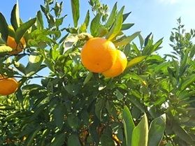今年もやります!みかん狩りツアー!!