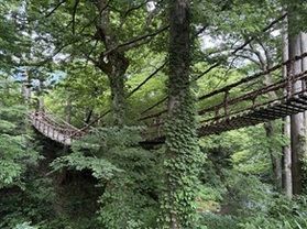 緑あふれる福井の名所「かずら橋」