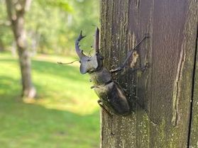 今年も子供たちの人気者が当館に遊びに来ました