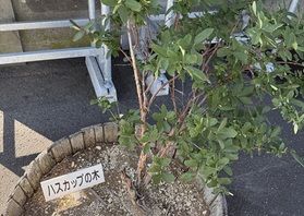 ハスカップについて調べてみましょう！