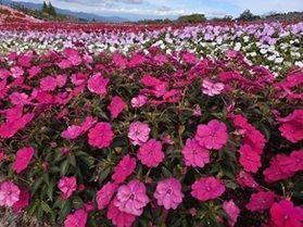 サンパチェンスの時期が始まりました！