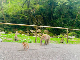神庭の滝とかわいいニホンザル🐒💧