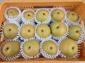 売店で梨を販売しています