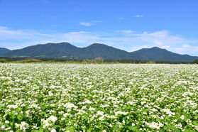 まもなく見頃! 蒜山高原の蕎麦の花