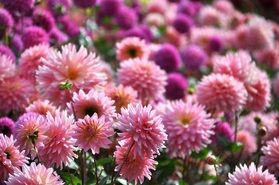 関東地方最大級⁉ ダリア園 始まりました✨🌺