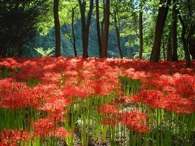巾着田今年も開催