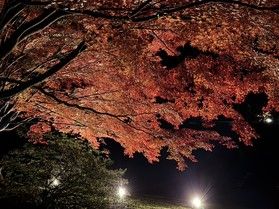 この秋限定！秋限定の宿泊プラン紹介！