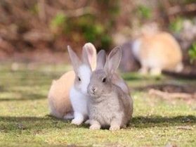 大久野島の秋について