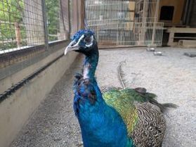 足羽山の小さな動物園に行ってきました♪