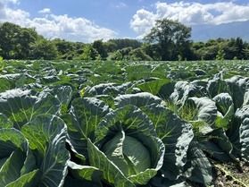 嬬恋野菜!まだまだ食べられます!
