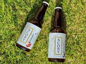 日本酒だけじゃない!!新潟【番外編】妙高のコンブチャ