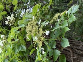 木を登るアジサイ?「ツルアジサイ」