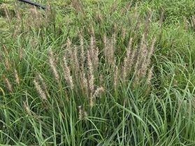 猫じゃらしみたいな植物