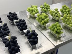 長野県の宝石箱や!!<br>松川町【新世代ぶどう選果場】