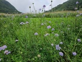 奥大山(鏡ヶ成)のマツムシソウ見頃になってきました