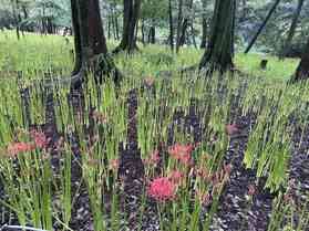 9/16曼殊沙華開花状況
