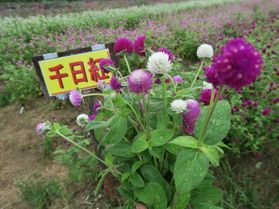 千日紅摘み取り体験♪・・・パルシェ香りの館