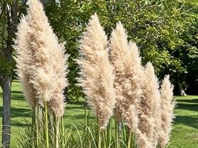 秋の訪れを告げる白銀葭（シロガネヨシ）