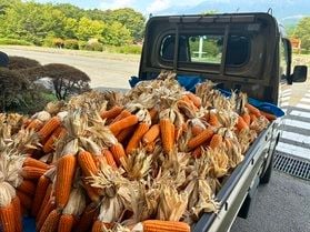 ロビーの地トウキビを入れ替えました🌽