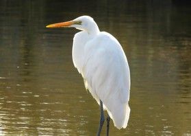 白鳥?いいえ、サギでした。