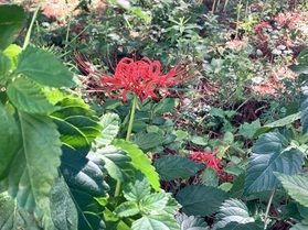 RED SPIDER LILY