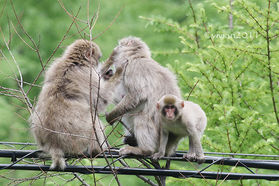 「奥日光で出会える野生動物のサル🐒」