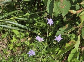 休暇村園地内の花について
