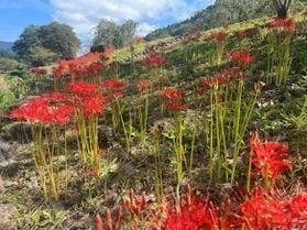 一乗谷朝倉氏遺跡のヒガンバナが見頃 庭園に秋の彩り!