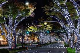 和歌山市のおすすめイルミネーション🌲✨