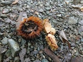 道端に秋のサイン