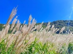 秋の奥大山へ。ふわふわ揺れるススキの絨毯を見に行きませんか?