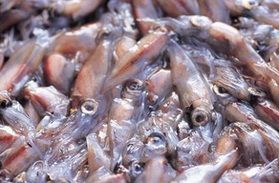 -福井の食文化を紐解く- 官能の食感「若狭のアオリイカ」
