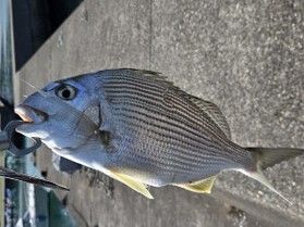 休暇村南紀勝浦周辺で釣りをしてみました!第3編(太地漁港)