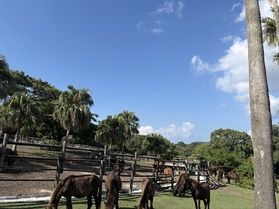 天然記念物「トカラ馬」