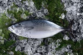 料理を選ばない万能魚 『媛スマ』