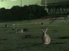 夜の運動会♪