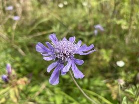 秋の奥大山・鏡ヶ成湿原周辺（１０月上旬）