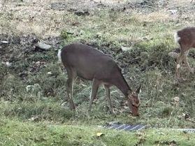 休暇村の周りで出会った、可愛いエゾシカさん♪