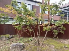 ちょっぴり色づいてきています🍁