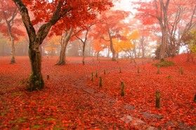秋色に染まる長岡「もみじ園」🍁