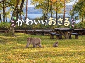 かわいいおサルに出会いました