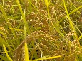 【新連載】米作り始まる!! 堀川の田植え日記🍚(最終回)